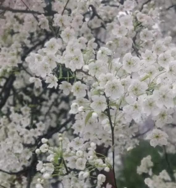 梨花的花语：洁白无瑕与贞洁的象征
