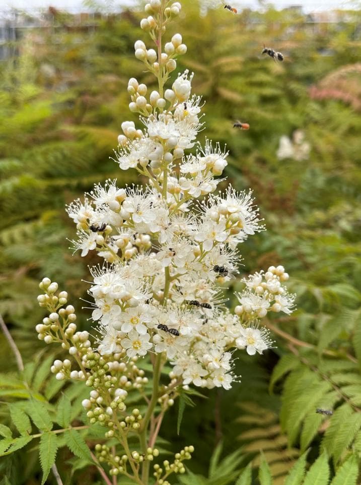 有机农田和花带促进蜜蜂健康