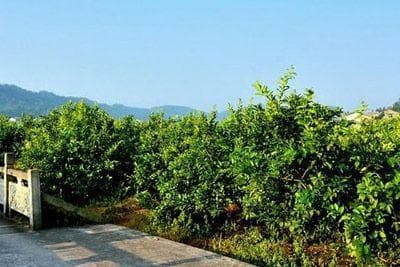 四川安岳县十大旅游景点全攻略