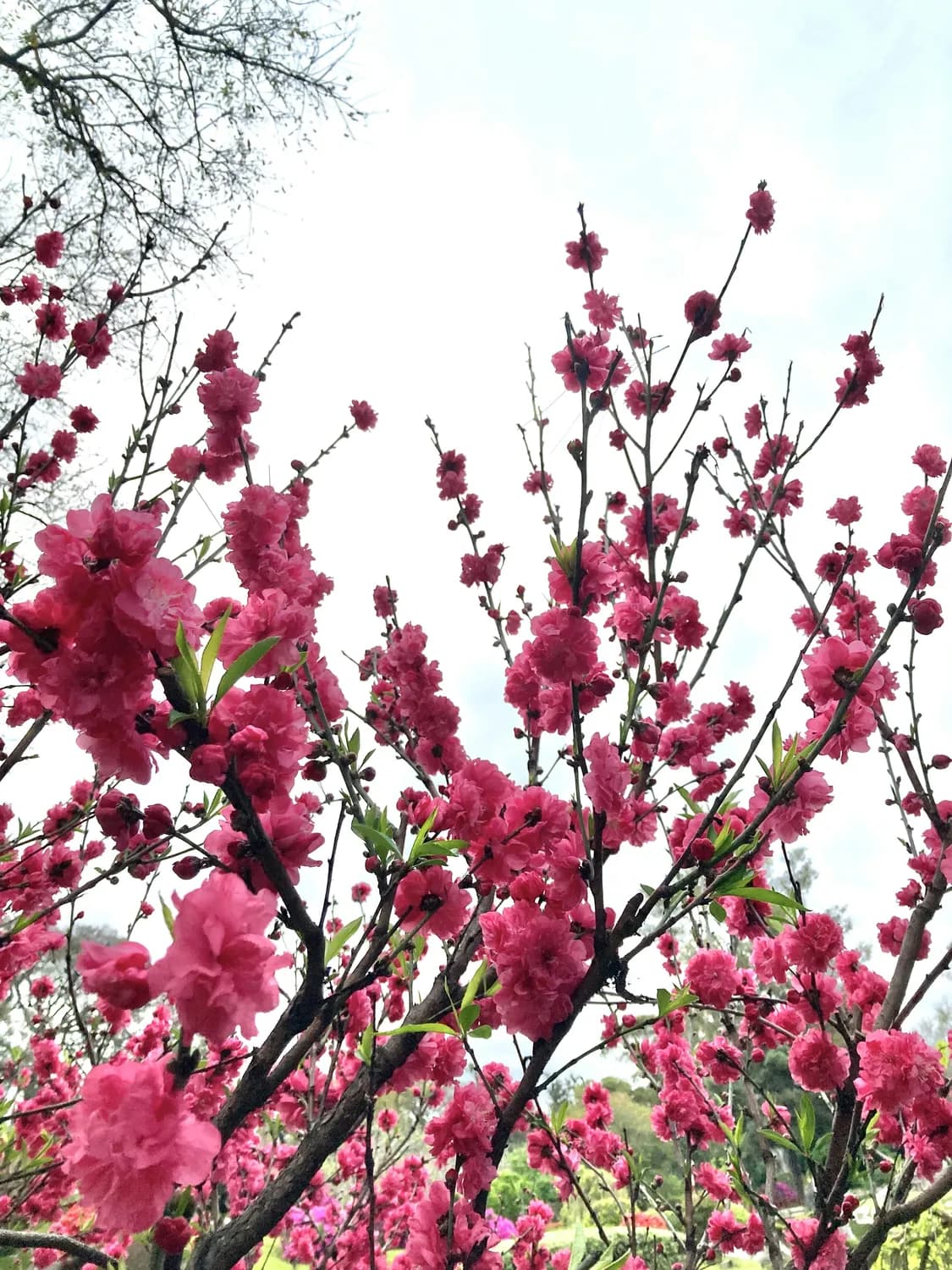 连平桃花节：跟着水冬青老师学摄影