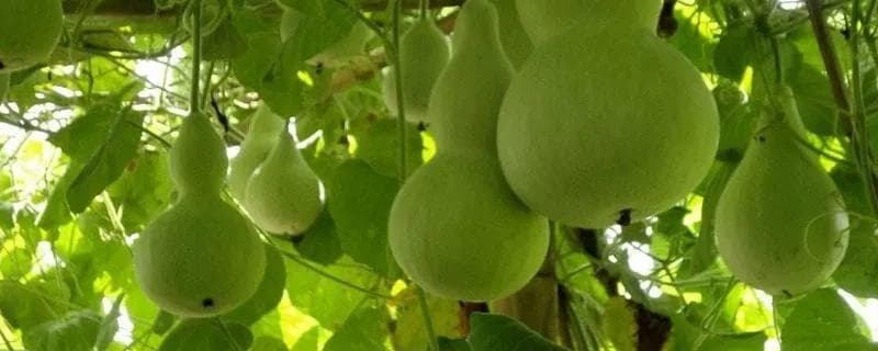 葫芦种植时间与方法：从选地到后期管理的全程指南