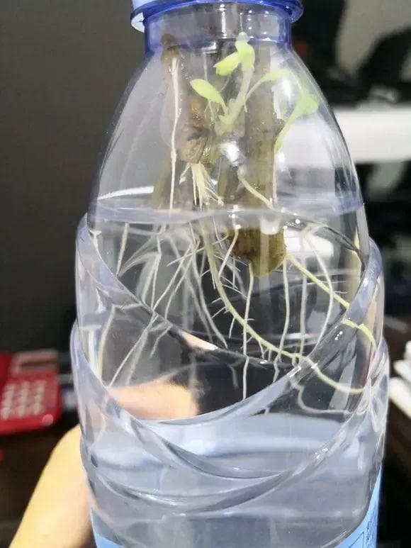 扦插繁殖成功率提升，赤玉土是关键