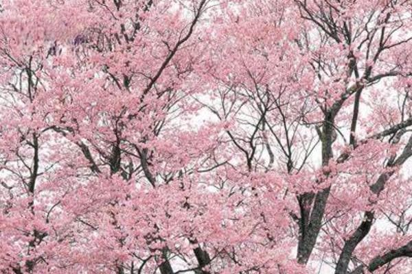 开粉色花的树木品种大盘点：桃树、樱花、海棠等