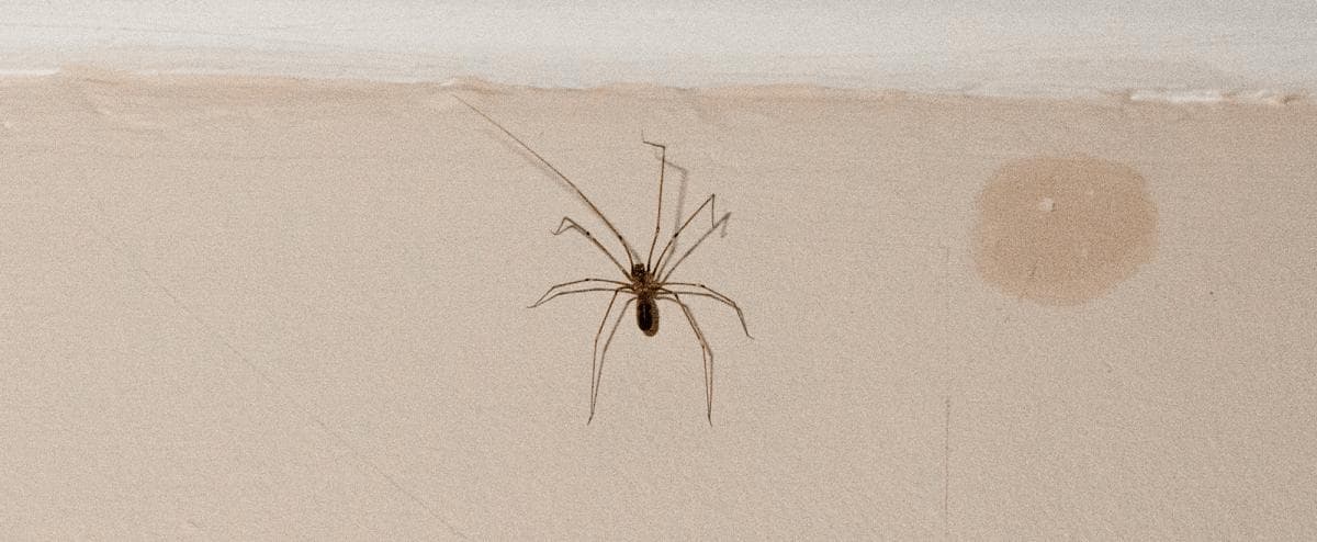 8种常见的家蜘蛛：无害还是有害？