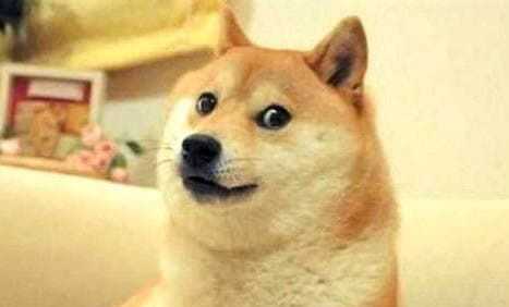 狗狗如何补充维生素B
