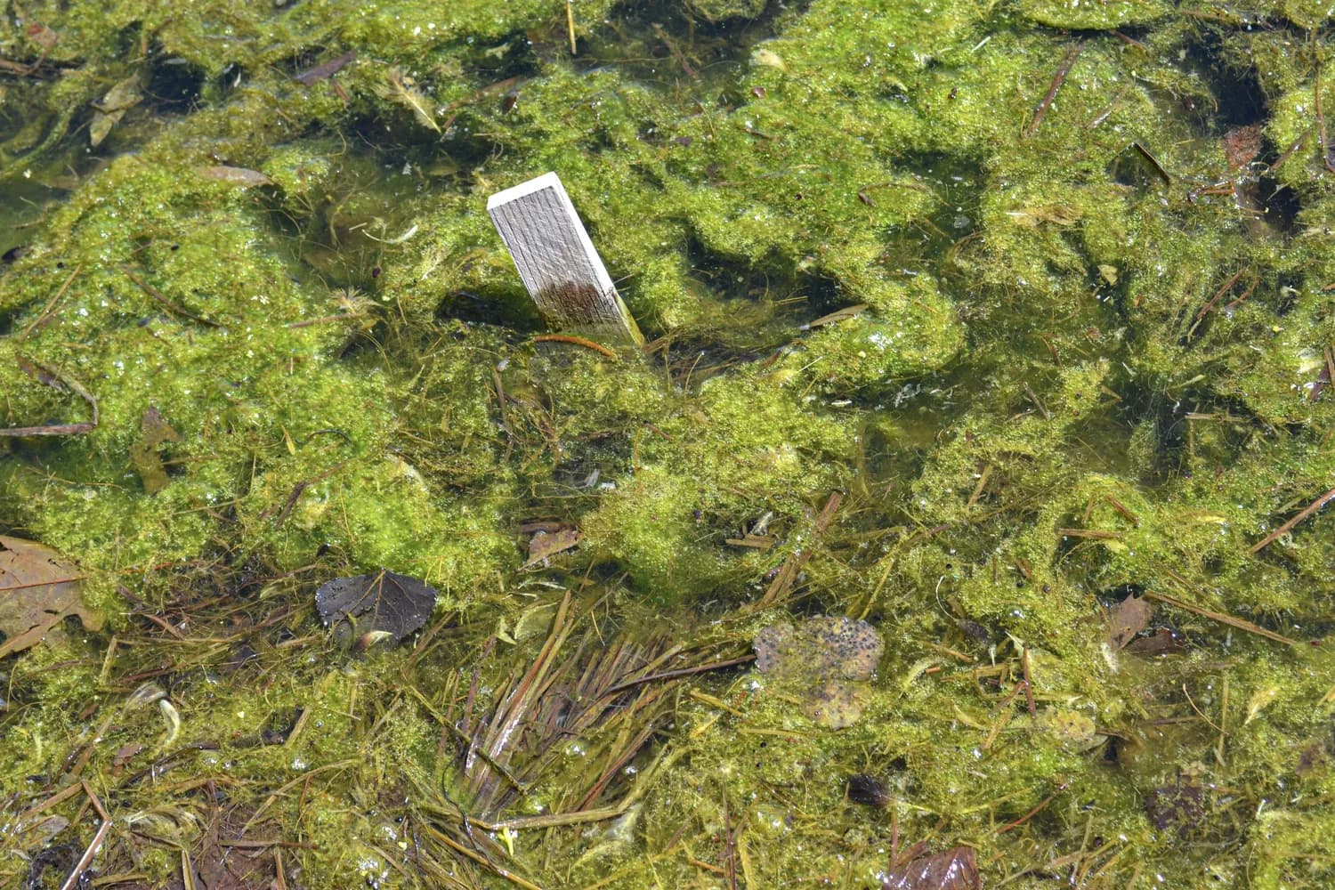 水草：鱼缸里的绿色守护神