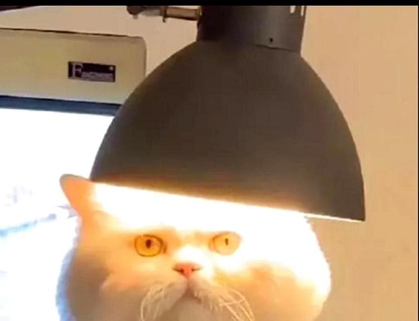 如何判断猫咪是否发烧？（两个测量方法建议你收藏）
