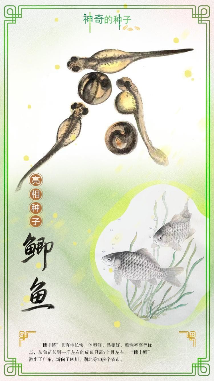 神奇的种子⑤ | 穗丰鲫游向全国