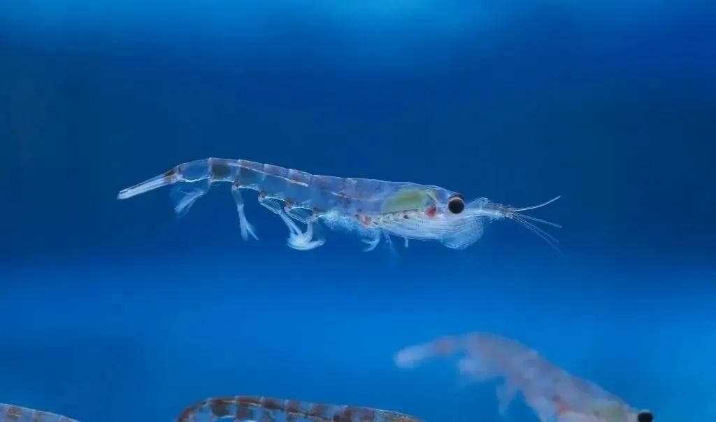 深度解析虾青素：最强抗氧化剂与磷虾油的健康价值