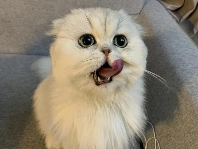 猫咪化毛膏使用指南：选购要点与科学使用方法