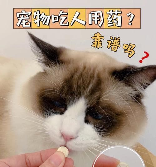 小狗翻肠子用什么药？如何正确选择治疗方案？
