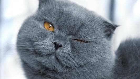对猫说“我爱你”时，要用它的方式！