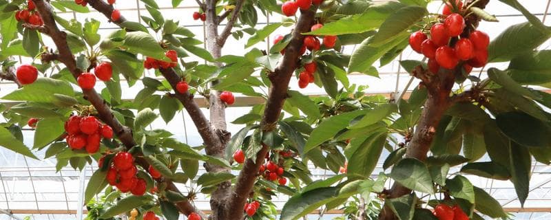 车厘子种植全攻略：从选址到养护的完整指南