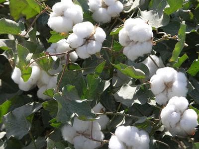 国储棉花的价格是如何制定的？这种制定方式对市场稳定有何意义？
