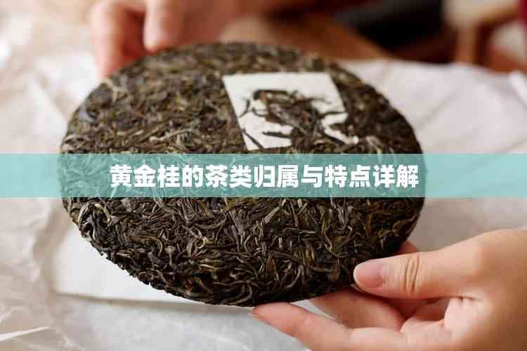 黄金桂的茶类归属与特点详解