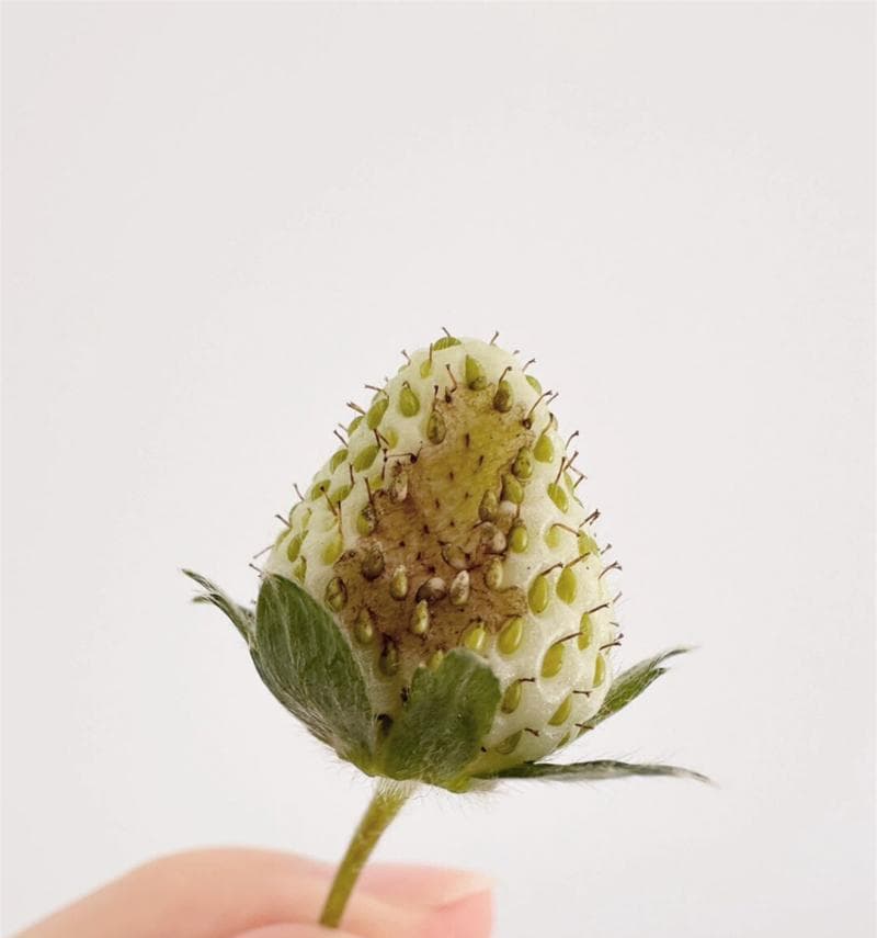 草莓长虫子怎么办？全面防治指南让你种出健康美味草莓