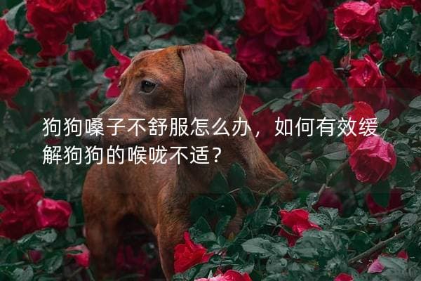狗狗嗓子不舒服怎么办，如何有效缓解狗狗的喉咙不适？