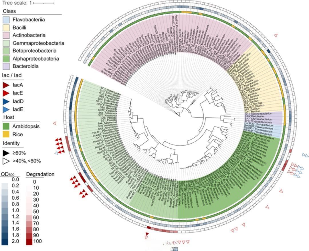 PLOS Biology：戴磊/陈沫先团队揭示植物根际微生物对生长素的分解代谢