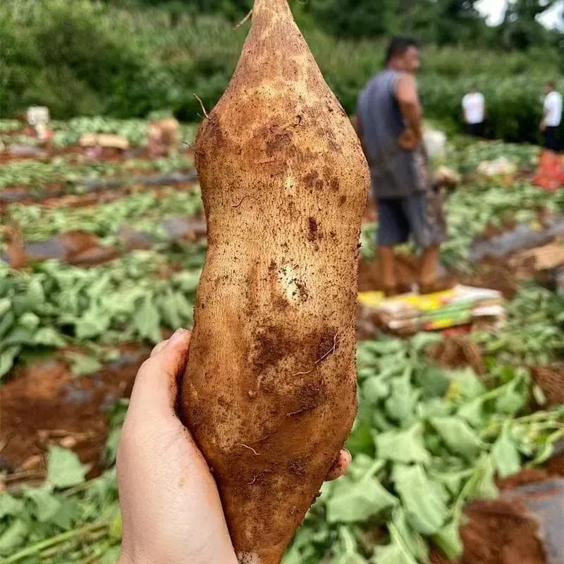 这种长得像红薯的水果是“低聚果糖之王”，还能改善血脂，增强免疫力！快尝尝