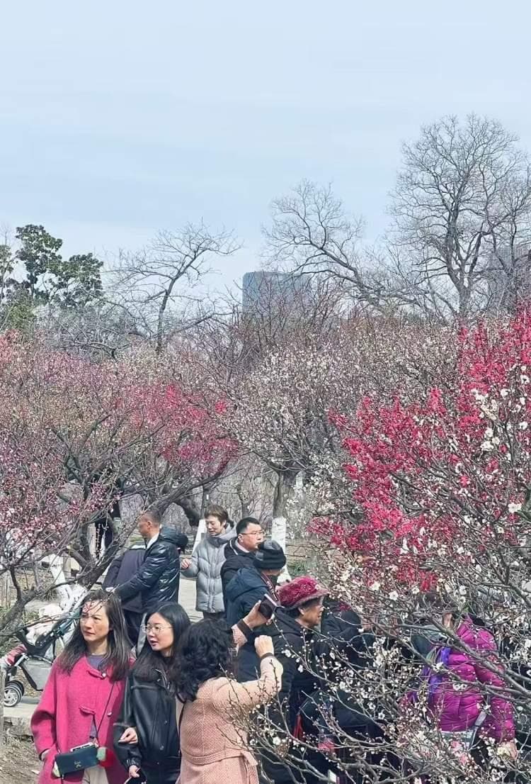 赏花月历①梅花、早樱、郁金香……开启春天的第一波赏花就在2月｜2025魔都追春
