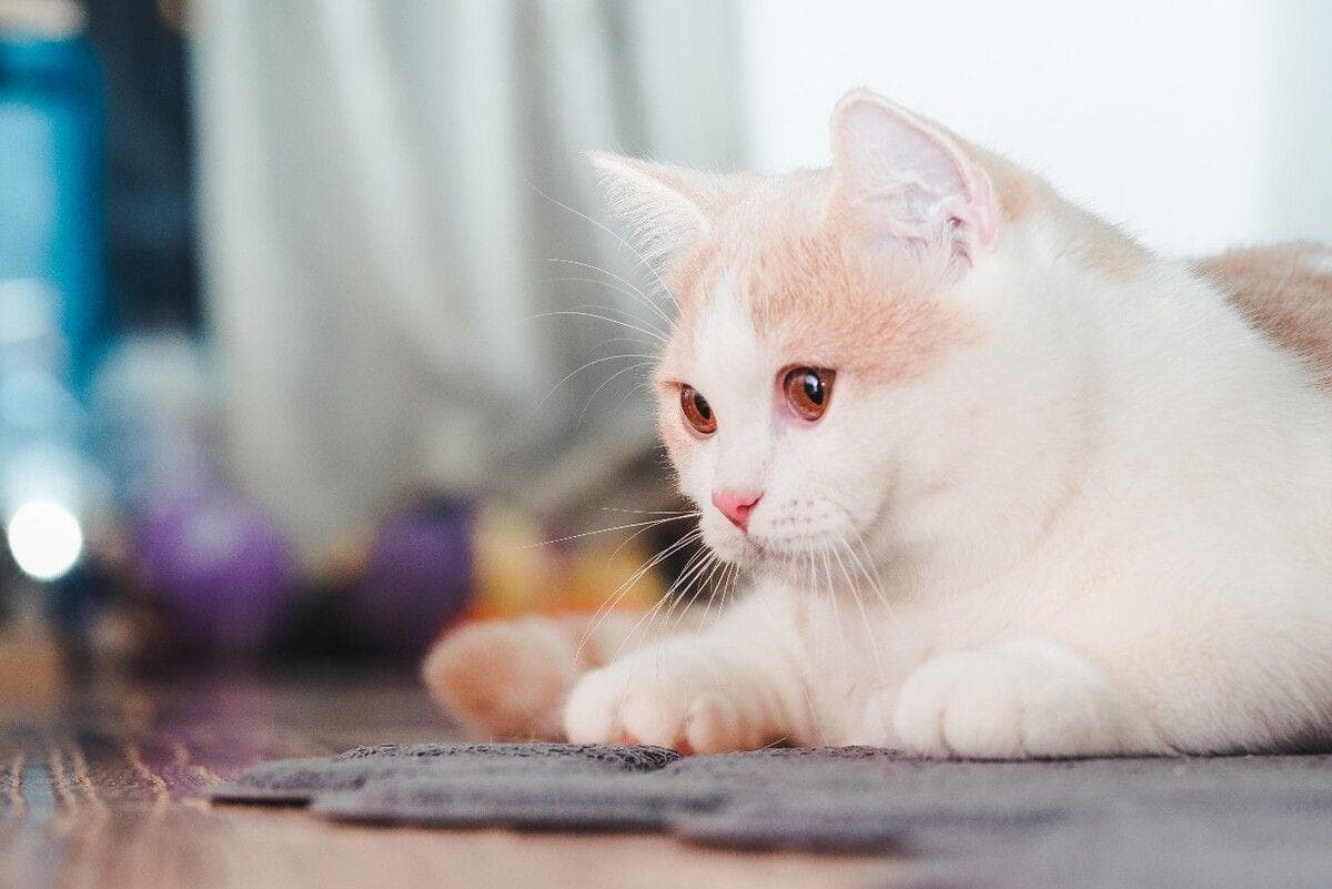 猫急性胃肠炎：症状、原因、诊断与治疗全解析