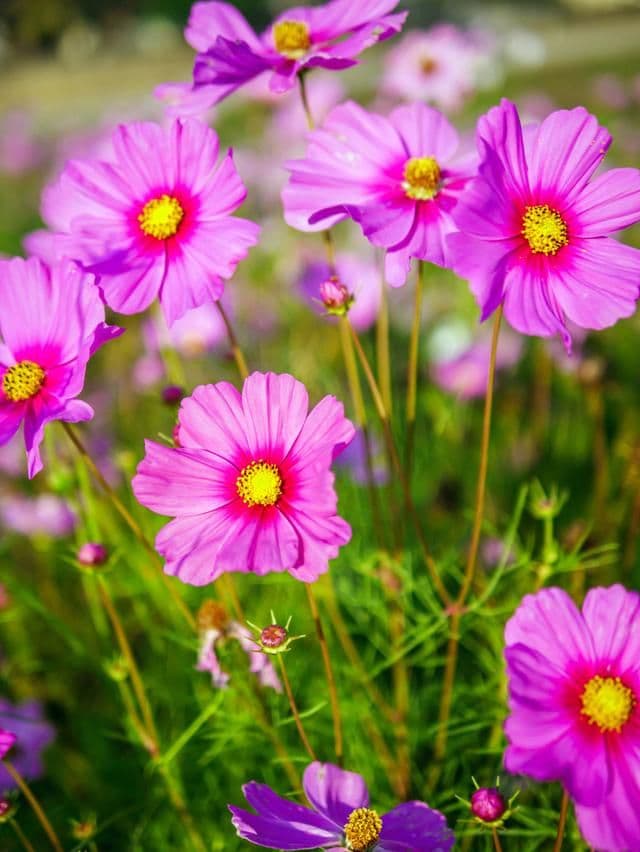 格桑花几月份播种最好，格桑花种子怎么种植？