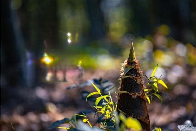 立春过后，记得尝鲜，多吃6种应季蔬菜，不反季节，营养高味道佳