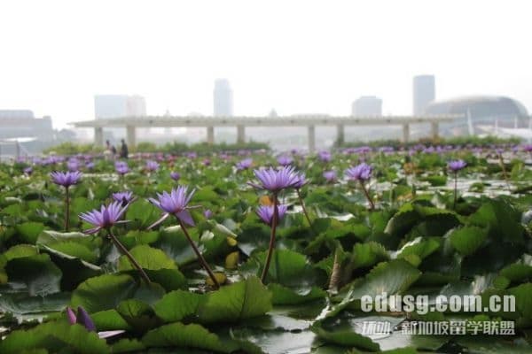 新加坡幼儿园申请指南：流程、费用与优势详解