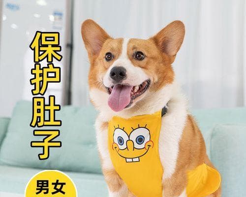 如何正确地为宠物按摩肚子（教你掌握正确的按摩技巧）