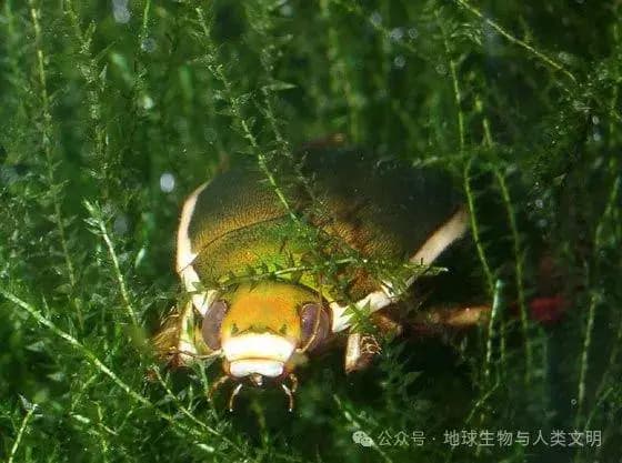 【动物界全系列】肉食亚目—龙虱科（下）