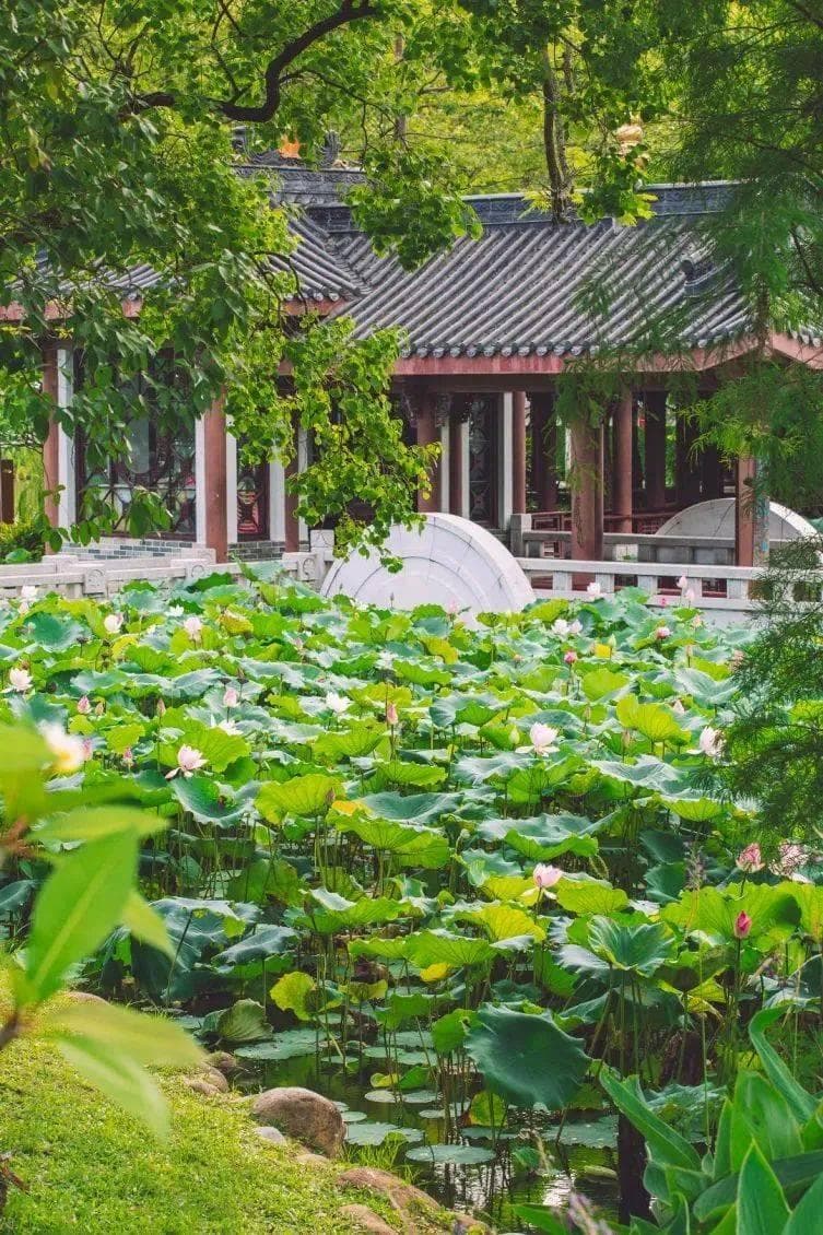 荷花、茶园、古村……惠州7处免费景点等你打卡