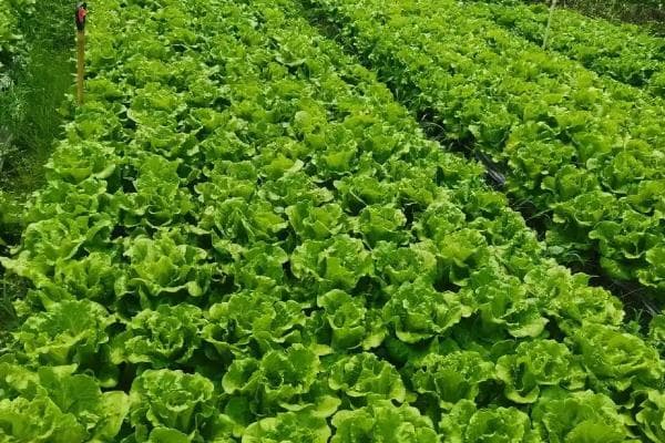 夏季和冬季蔬菜种植指南：这些蔬菜最适合此时播种