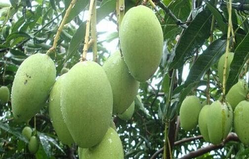 芒果应该在什么季节食用？不同季节的品质特点全解析