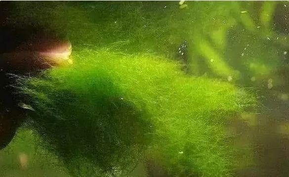 技术干货：还在为青苔发愁？解决办法详细解析！