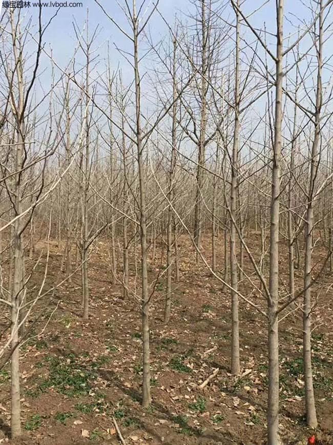 树苗移栽最佳季节：春季还是秋季？
