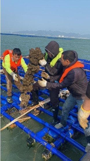 荷包岛生蚝：自然馈赠的海洋珍馐，成就高端品质