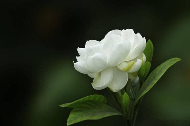 栀子花的功效与作用，栀子花的禁忌，栀子花与什么搭配泡水喝好