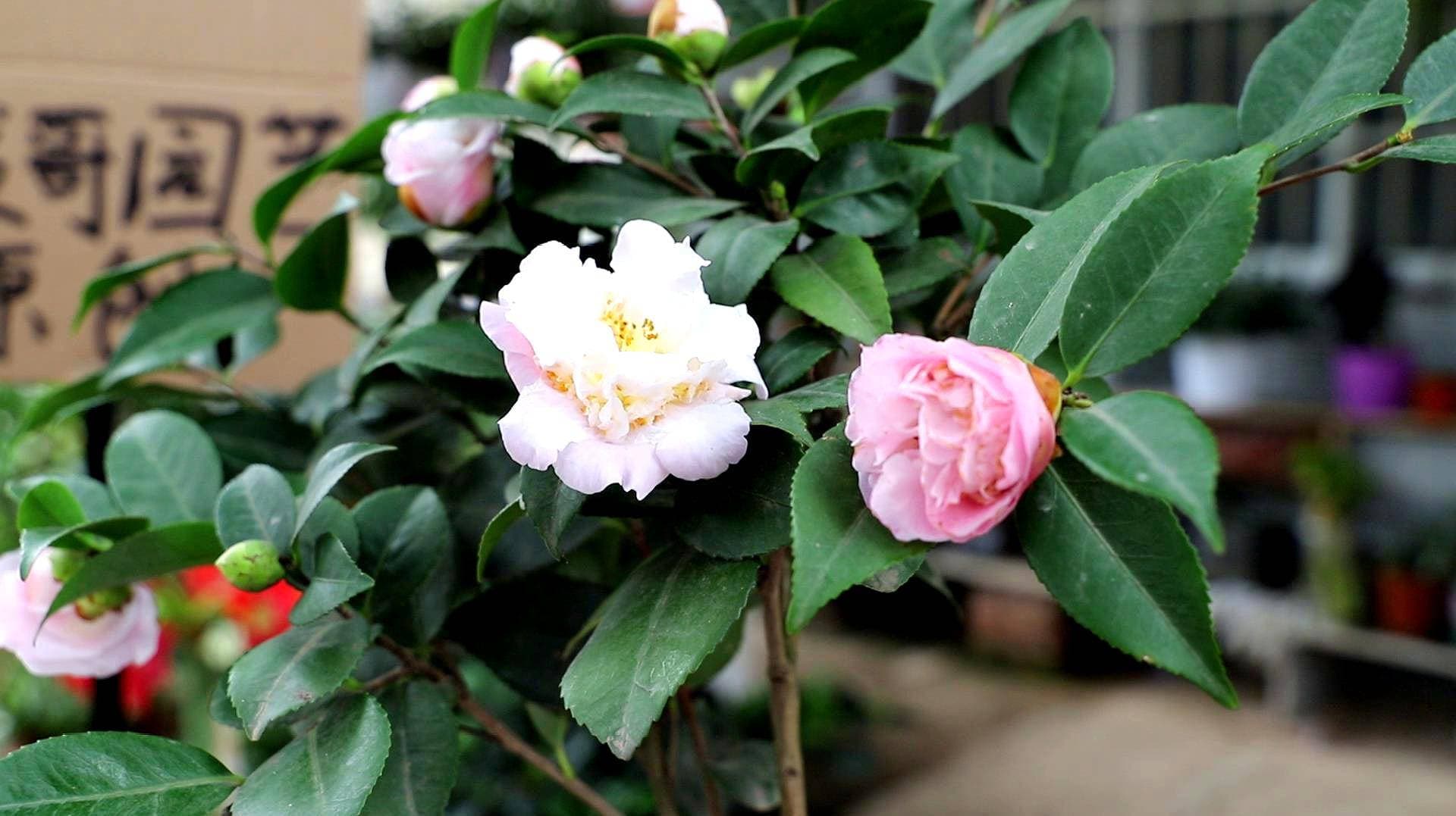专业详细解答：茶花可以扦插种植吗