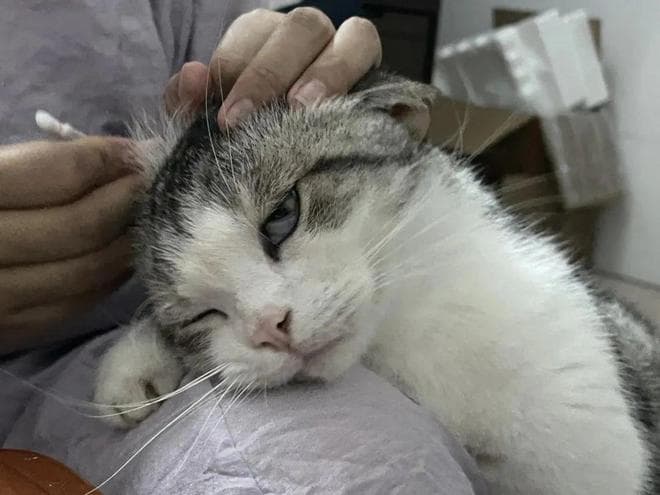 耳屎，到底要不要掏？