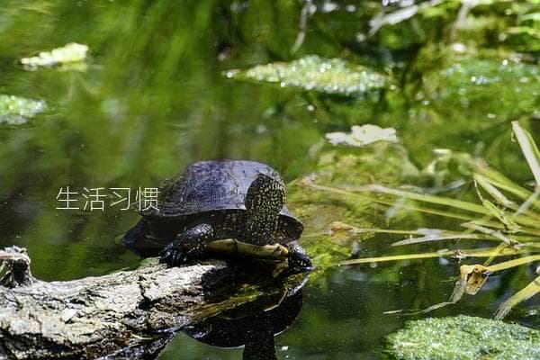 小乌龟能活多久？揭秘它们的寿命与生活习惯