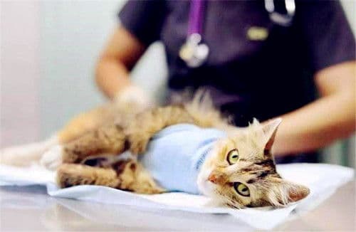 母猫如何诊断尿路感染？