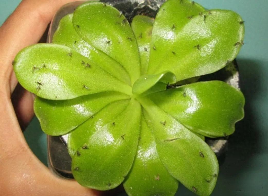 为什么花盆里有小飞虫（花盆里总有小黑飞虫？）
