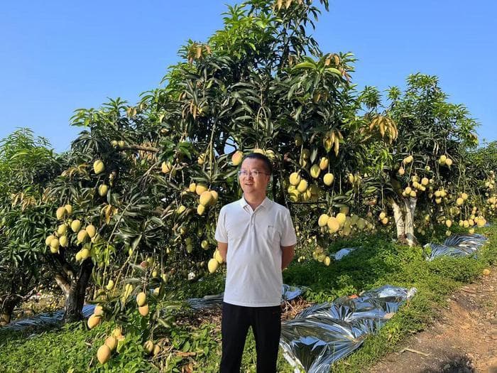 云南丽江华坪龙头果子山：金果满枝“丰”景美