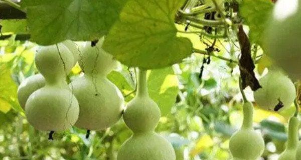 在家也能种葫芦（学会这些技巧，让你家里也能长出一片瓜枝蔓藤）