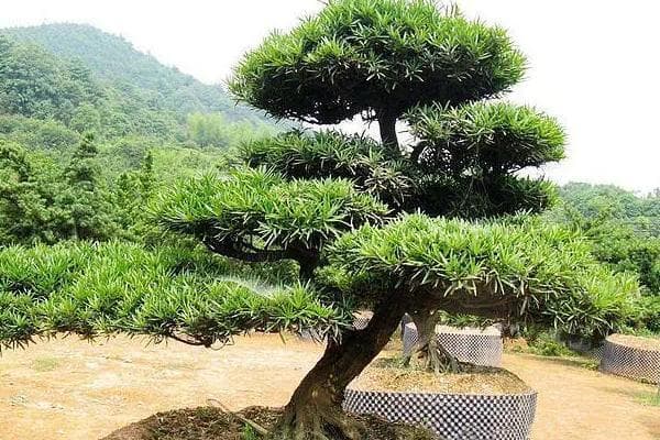 罗汉松造型与矮化增粗技术全解析
