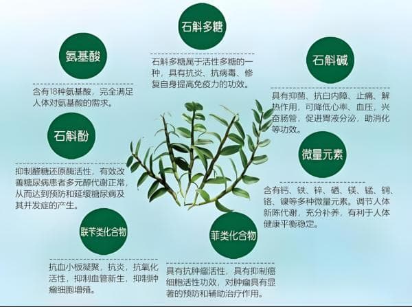 铁皮石斛：护肝界的“超级英雄”