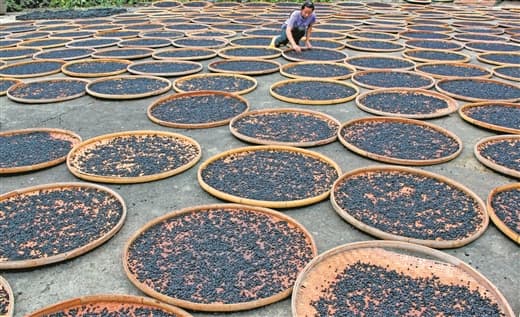 一粒小黑豆走过300多年：黄姚豆豉的传承与创新之路