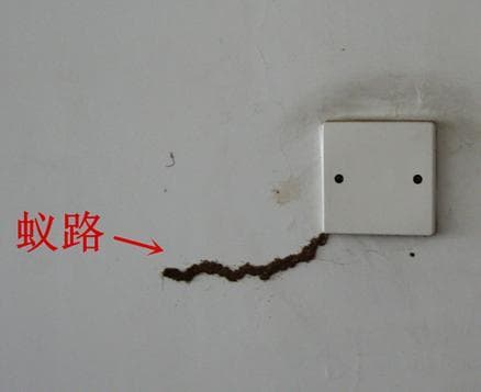 白蚁来袭，如何防治？注意事项和救济途径有哪些？