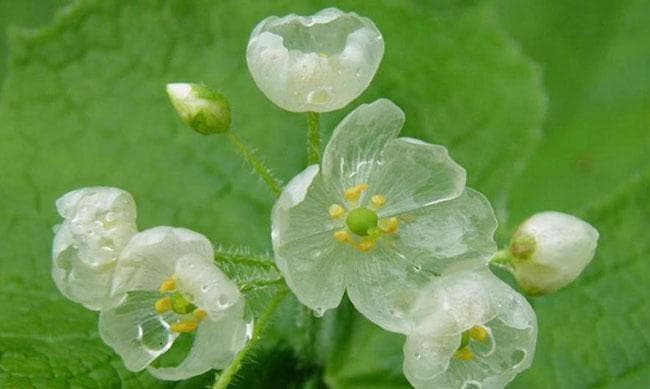 豌豆花的花语：15种寓意解读