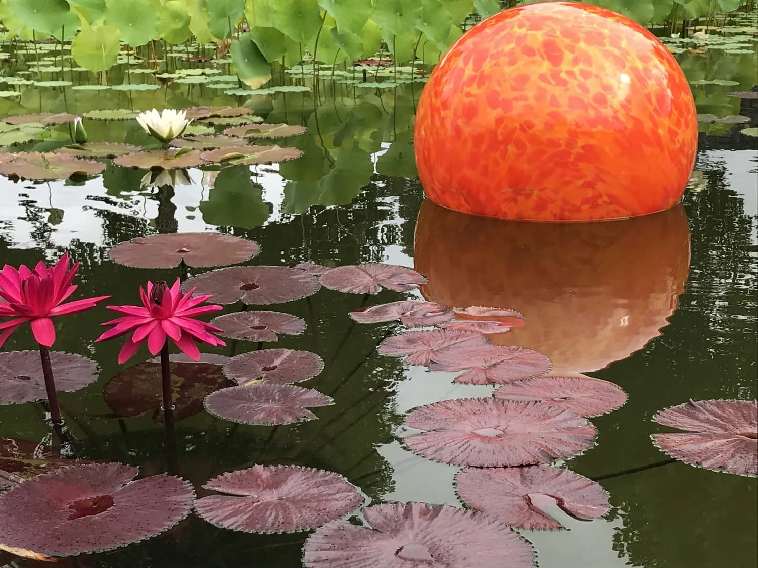 香港荷花展：荷花艺术治愈心灵
